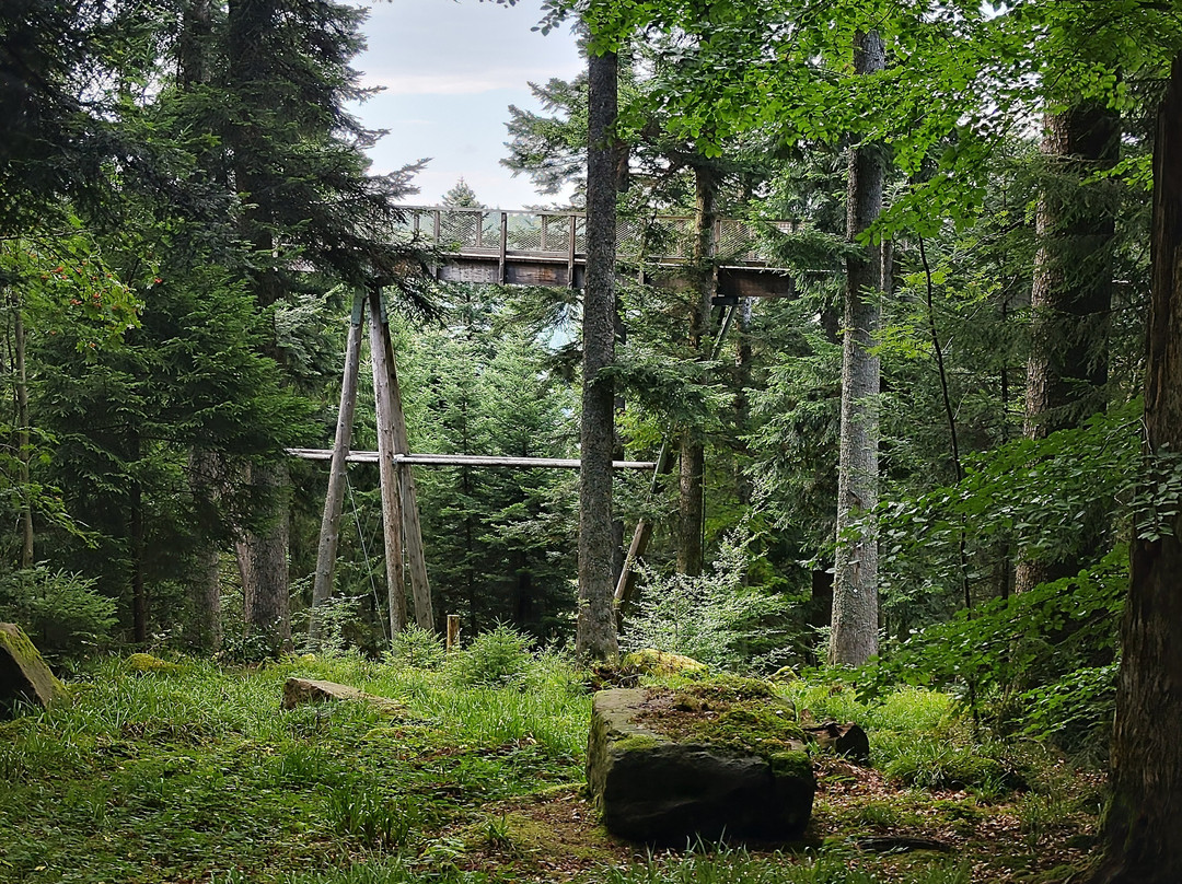 Baumwipfelpfad Schwarzwald-Bad Wildbad必去景点