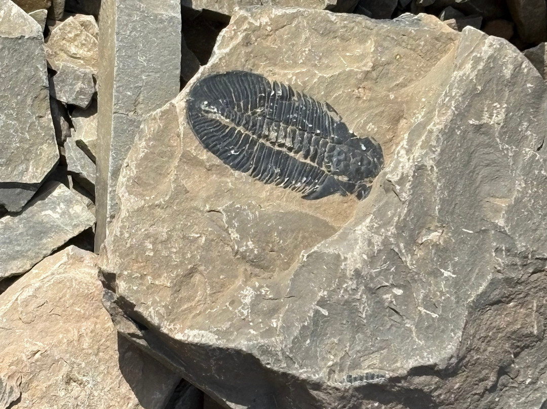 The Burgess Shale Geoscience Foundation-菲尔德必去景点
