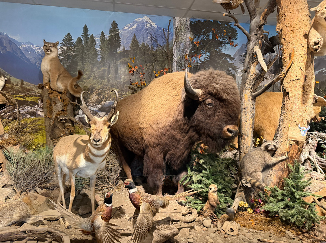 Yellowstone Trading Post-库克城必去景点