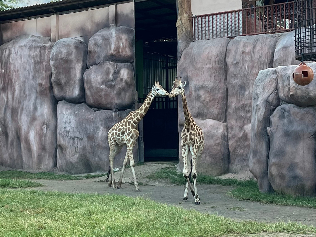 Batu Secret Zoo (Jawa Timur Park 2)-巴图必去景点