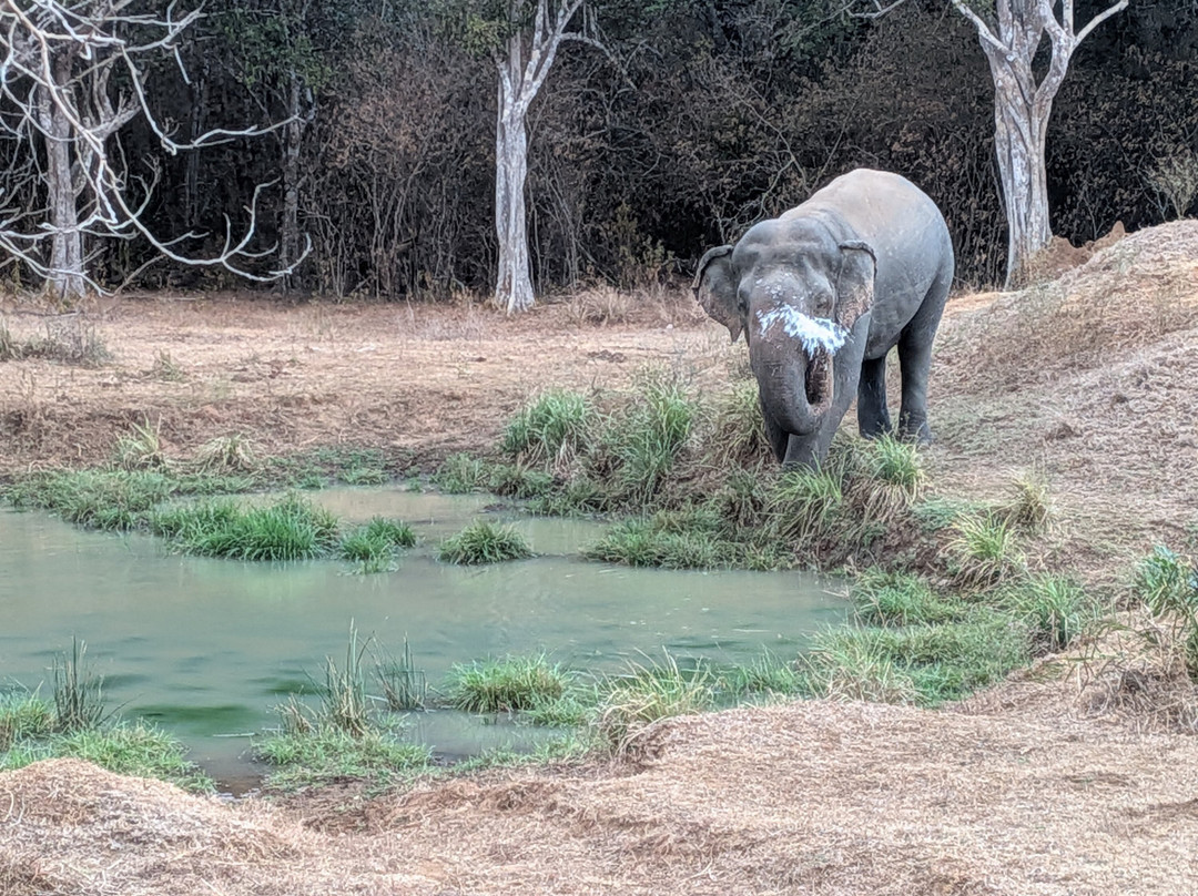 Didulanka yala safari-Thanamalwila必去景点