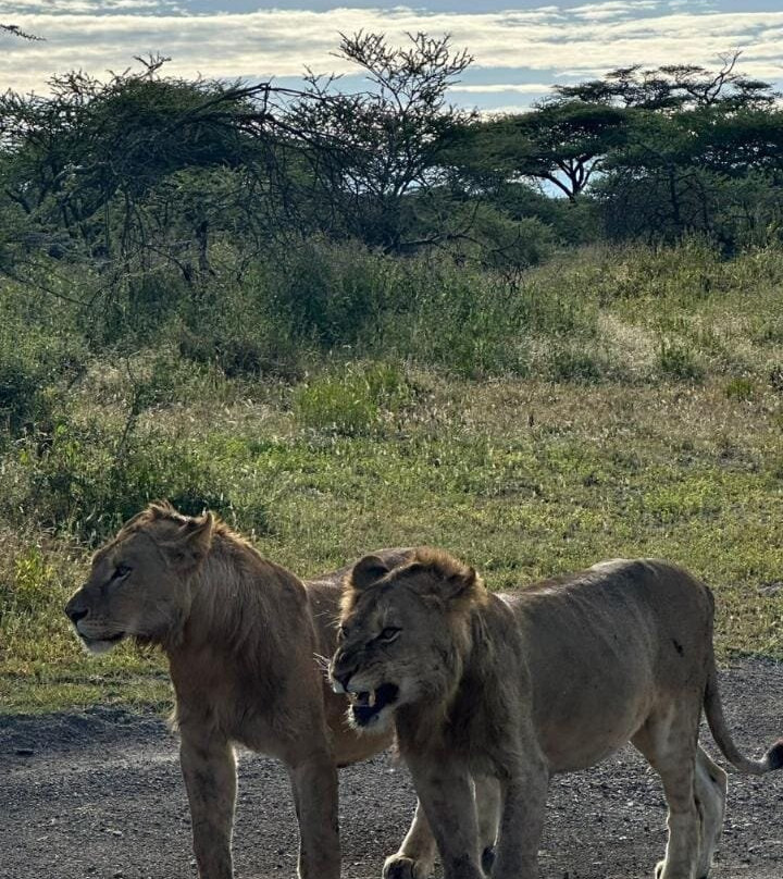 Northern Masailand Safaris-阿鲁沙必去景点