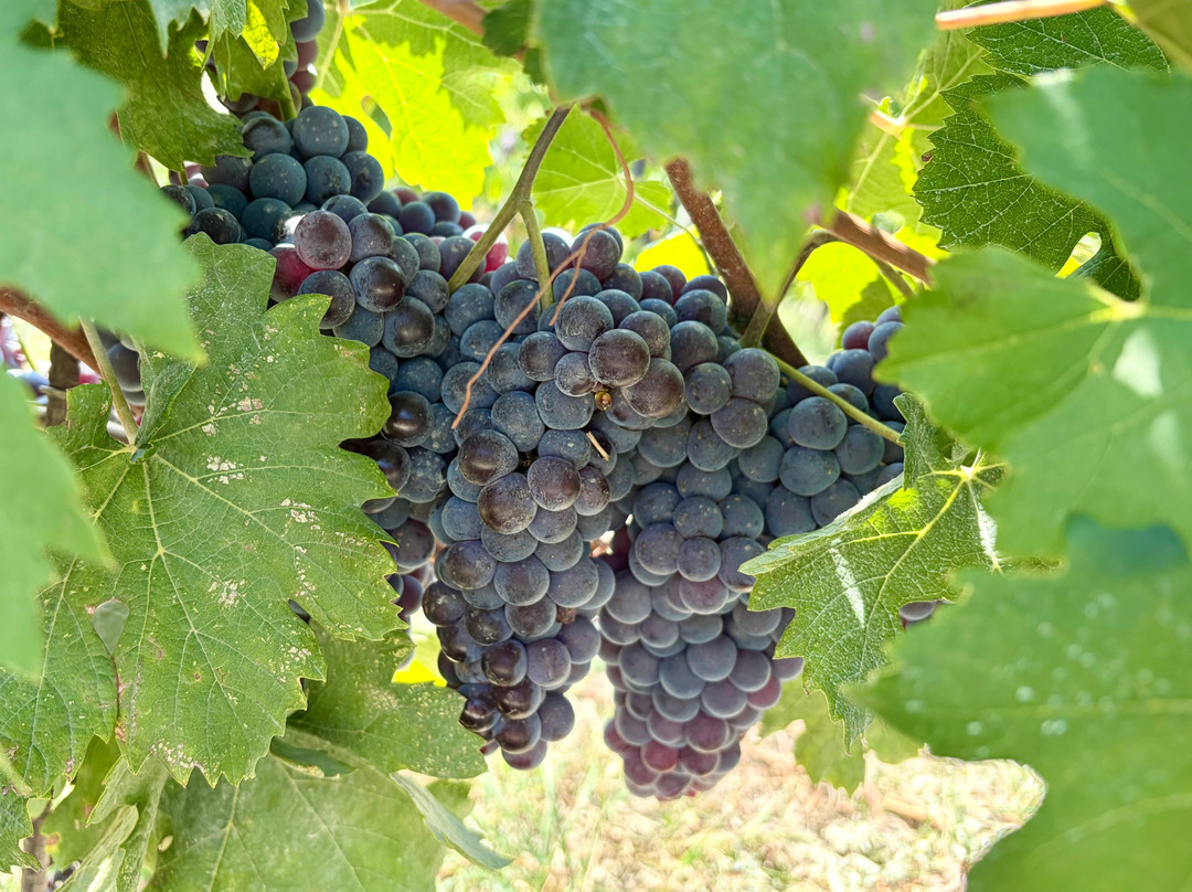 Meet Piemonte-Nizza Monferrato必去景点