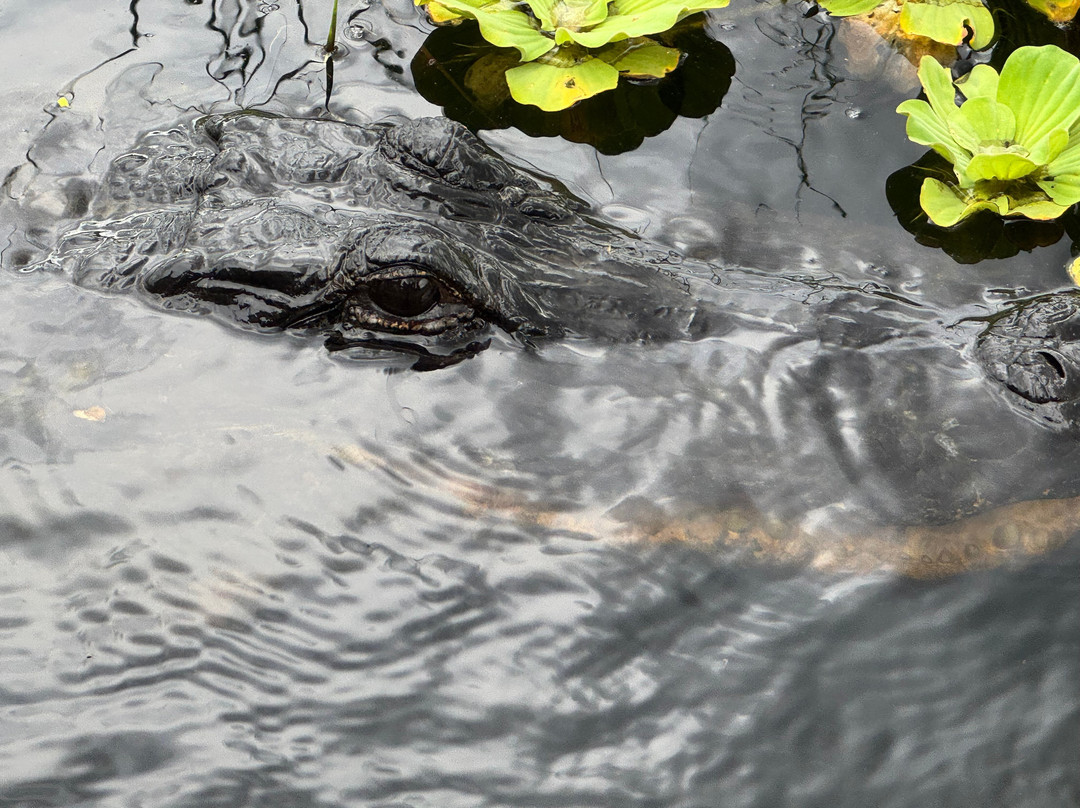 Everglades Swamp Tours-Everglades Wildlife Management Area必去景点