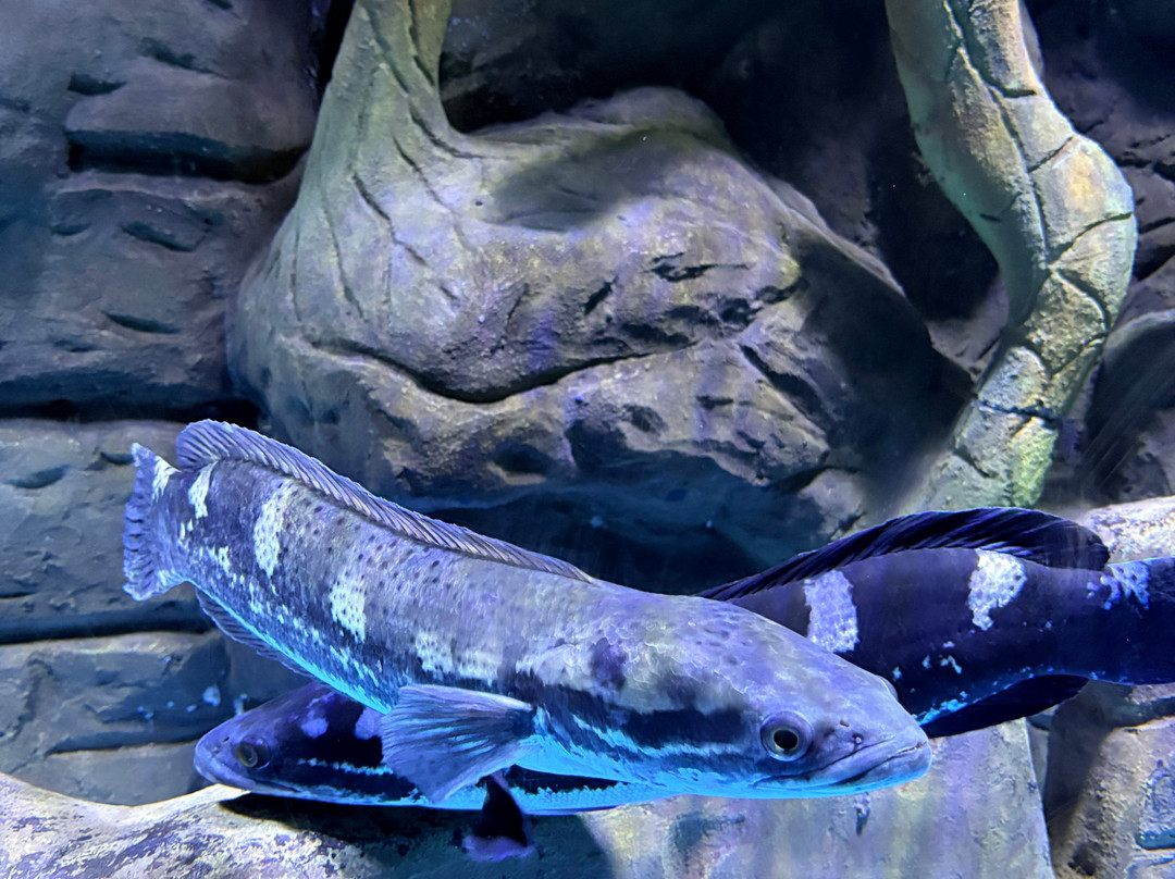 Aquarium Paradise-班加罗尔必去景点