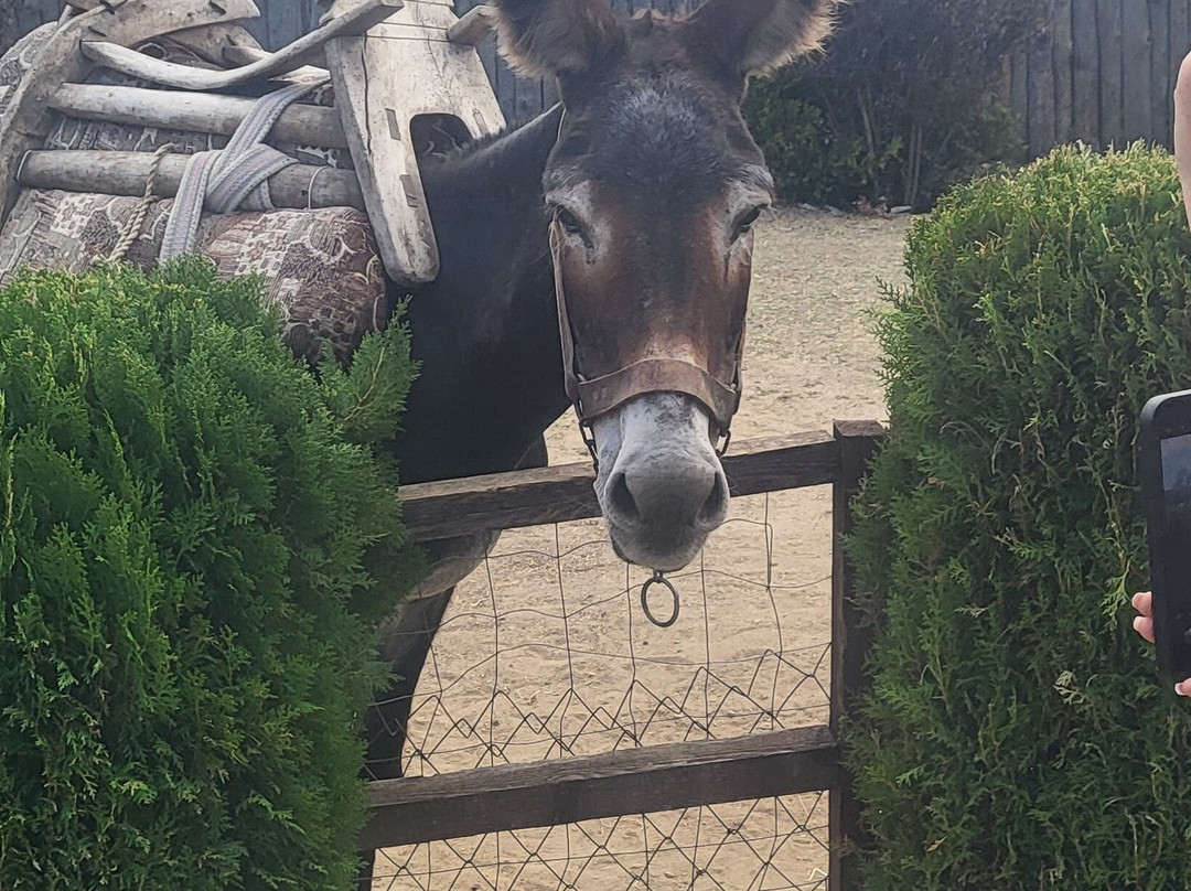 Camel Park Sunny Beach-拉夫达必去景点