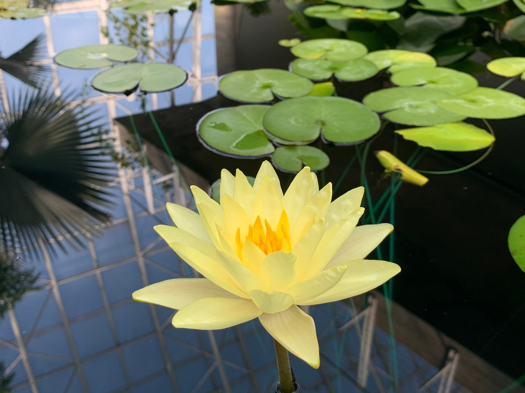 Myriad Botanical Gardens-俄克拉何马城必去景点