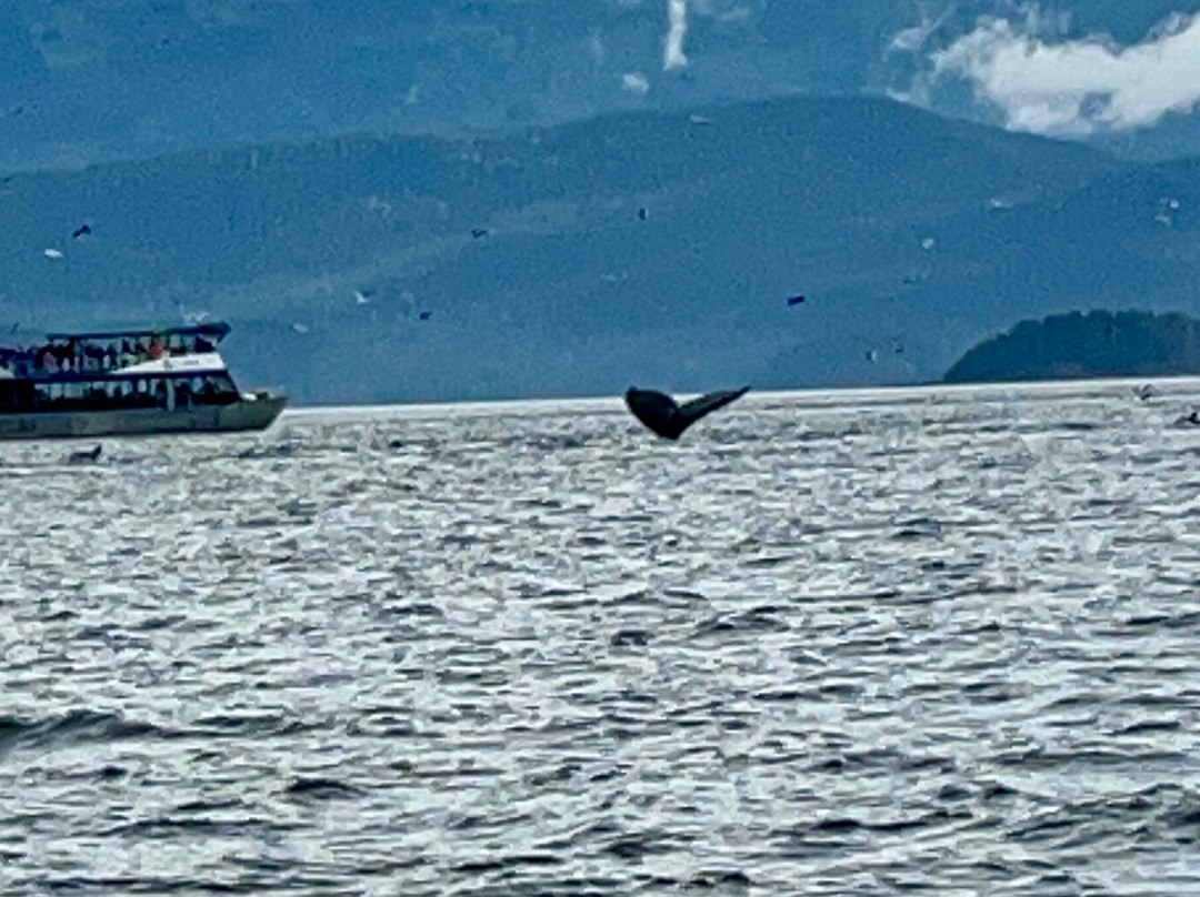 Juneau Tours & Whale Watch-朱诺必去景点