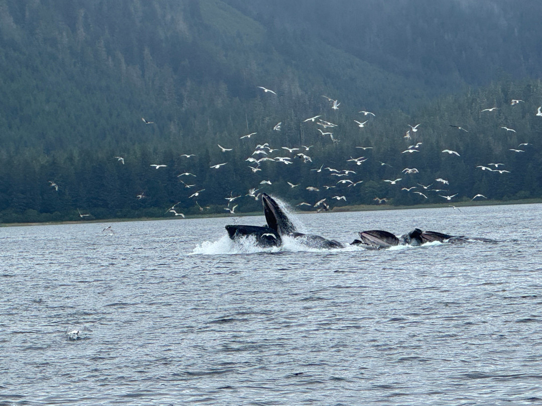 Icy Strait Whale Adventures-胡纳必去景点