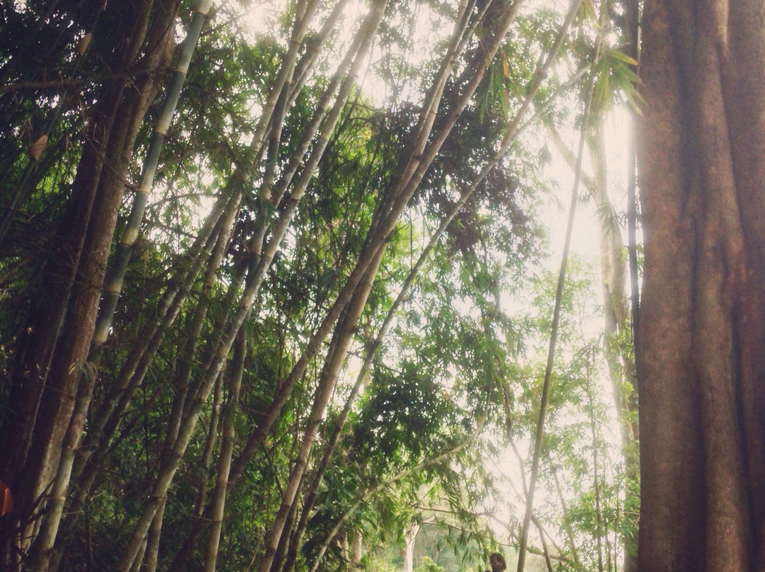 The Green House Bar-森莫诺隆必去景点