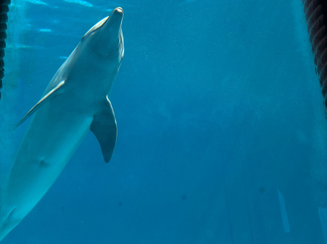 海洋世界水族馆-贝尼多姆必去景点