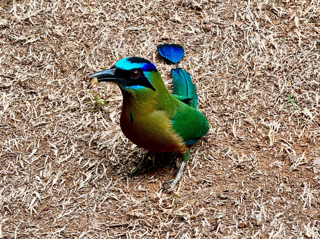 Parque Nacional da Chapada dos Guimarães-Chapada dos Guimaraes必去景点