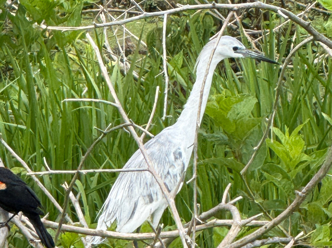 Cypress Wetlands-Port Royal必去景点