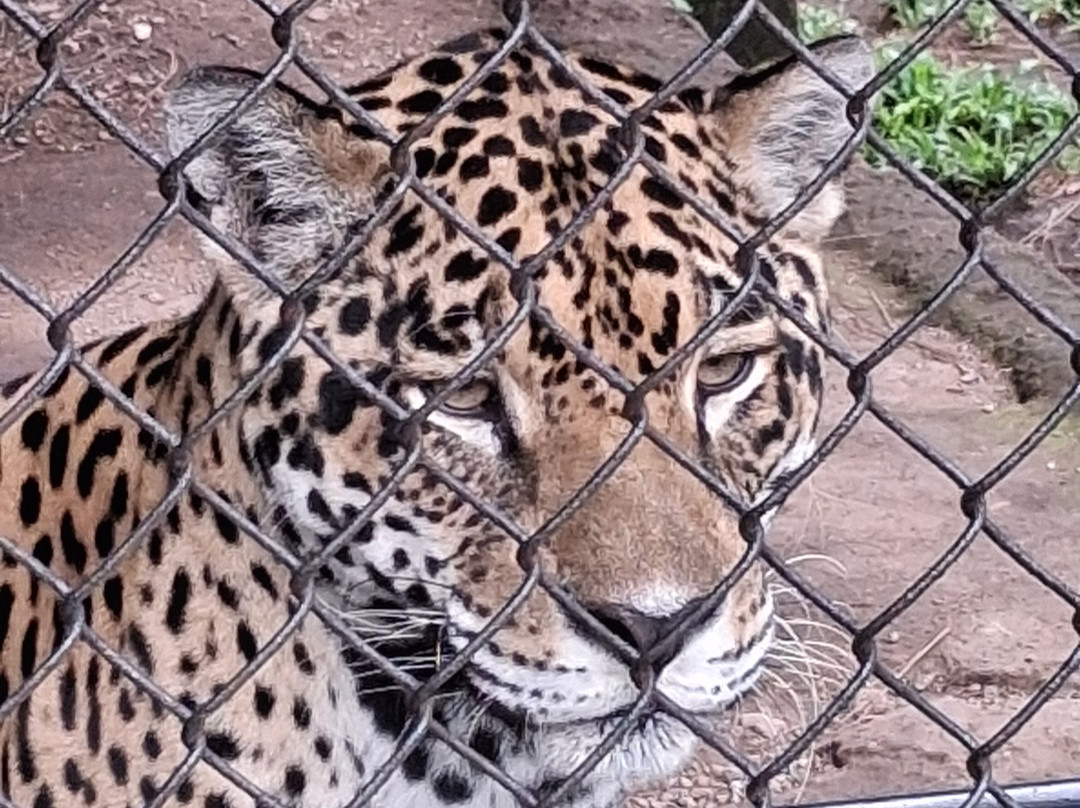 El Nispero Zoo and Botanical Garden-安东谷必去景点