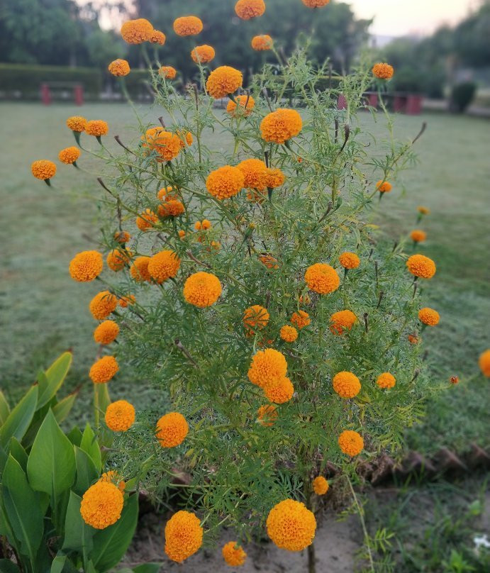 Soorwal酒店住宿-Ranthambore Tiger Inn Comfort Resort