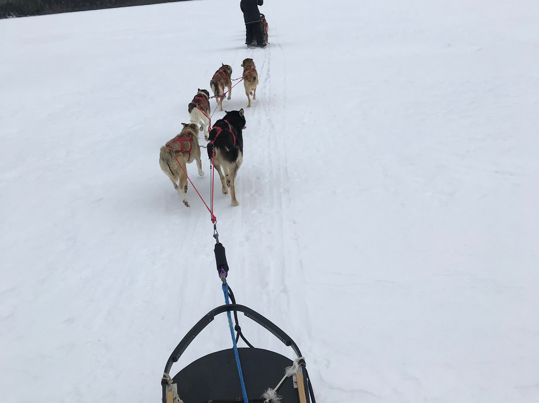 White Wolf Dog Sled Trips景点图片