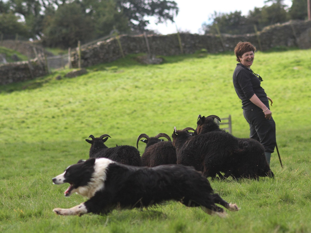 Lake District Sheepdog Experience景点图片