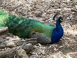 Toy Factory and Big Rocking Horse-Gumeracha必去景点