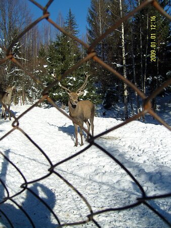 Cage Farm оf the Carpathian National Nature Park-Yaremche必去景点