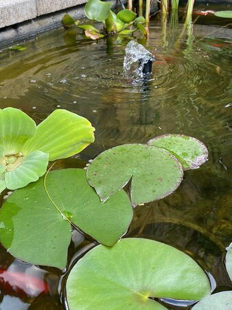 Margaréta Garden Eger主图