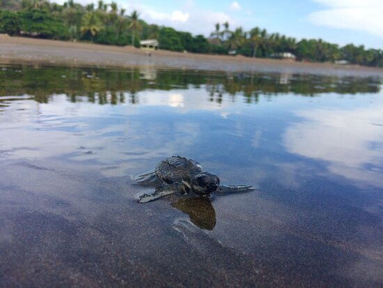 Uvita Surf Experience with Amigos del Sol Costa Rica-乌维塔必去景点