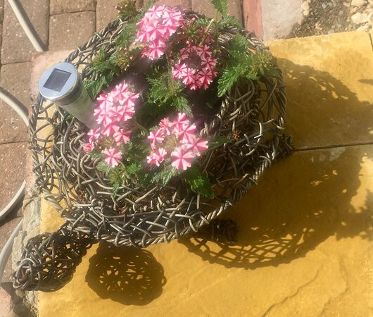 Garden Plants South Wales景点图片