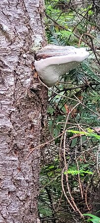 Howard Creek Ranch Inn主图