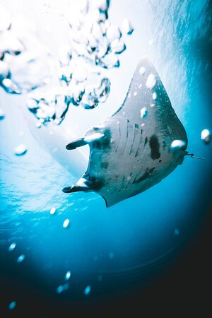 DPM Diving Nusa Penida景点图片