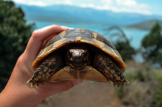 Lale Tours-奥赫里德必去景点
