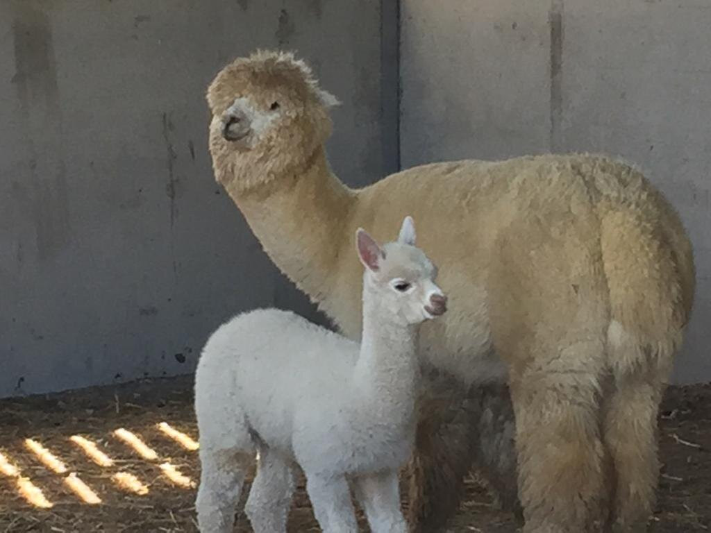 Colomendy Alpaca Farm景点图片