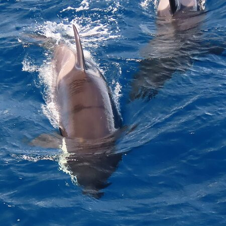 Naturaliste Charters Whale Watching景点图片