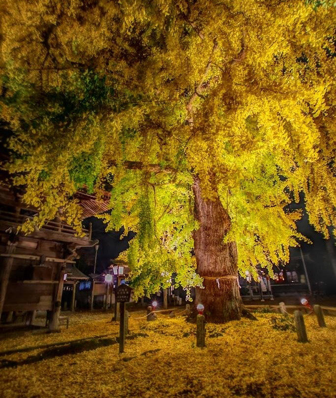 Imamiya Shrine-樱市必去景点