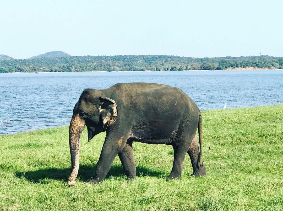 Minneriya  Safari & Taxi Service-丹布拉必去景点