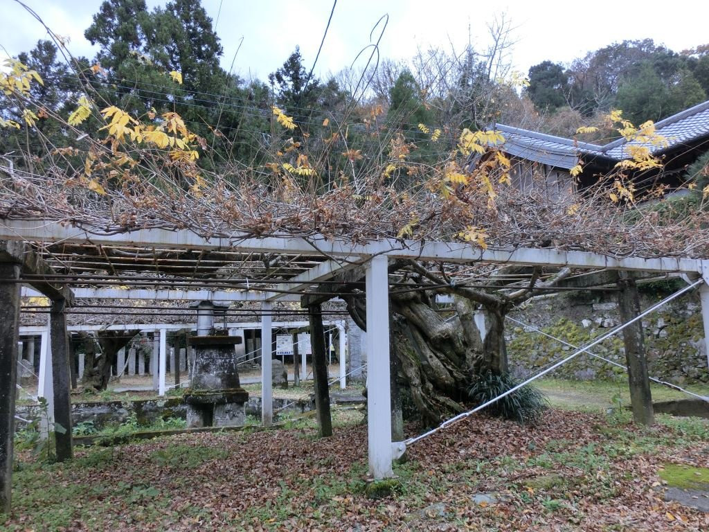 Fujidera Fuji No Furuki