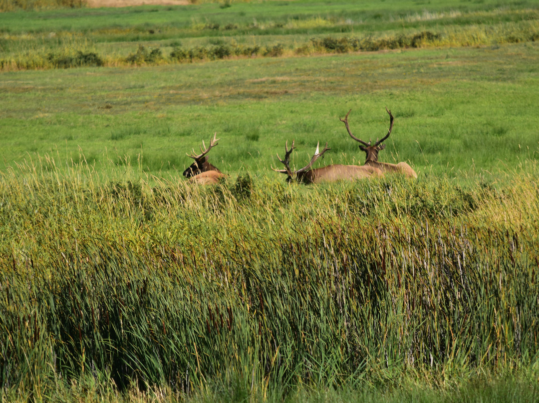 Dean Creek Elk Viewing Area景点图片