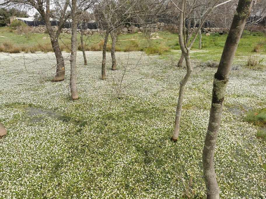 Charca Del Corcel De Colmenarejo-Colmenarejo必去景点