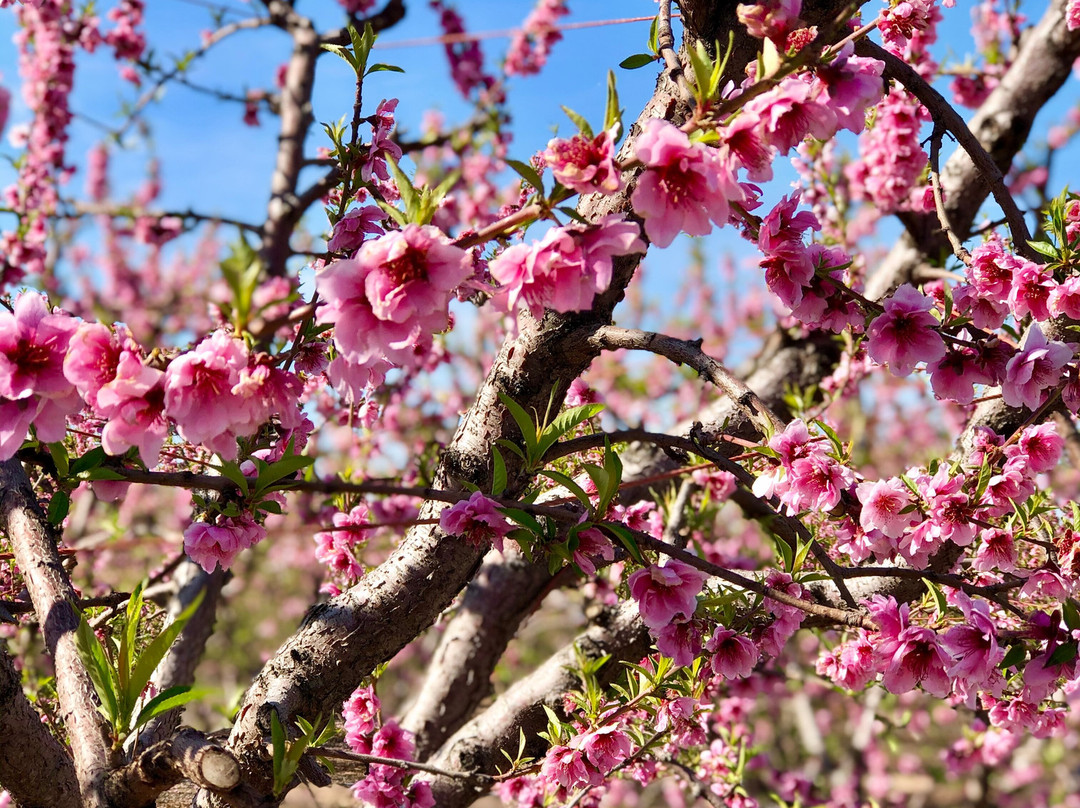 Blossom Trail-弗雷斯诺必去景点