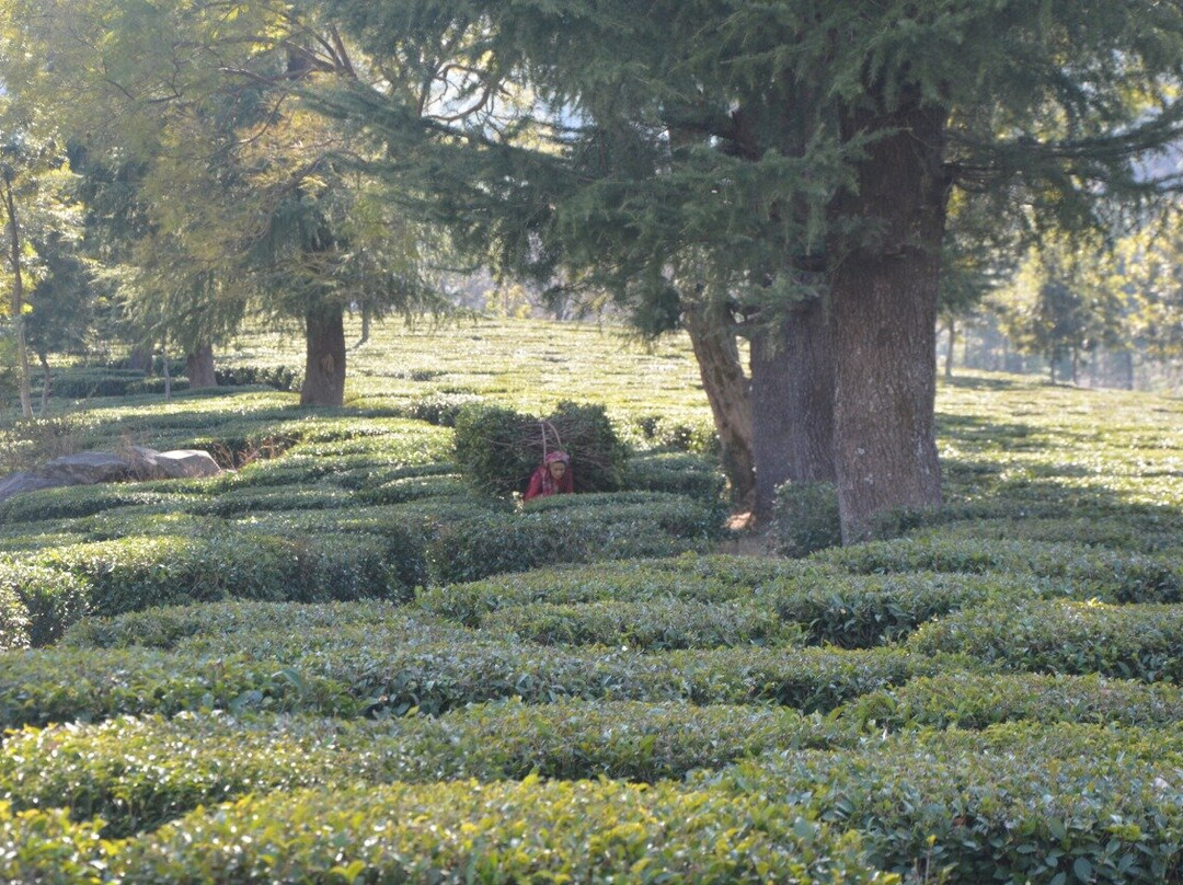 Royal Green Buds主图