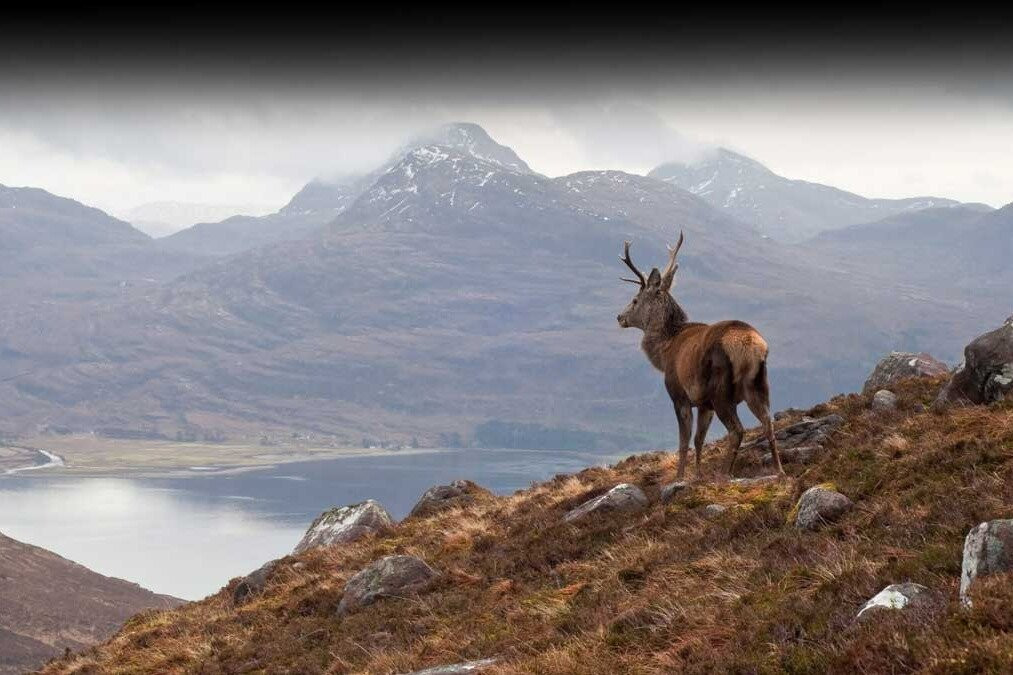 5 Star Highland Tours景点图片
