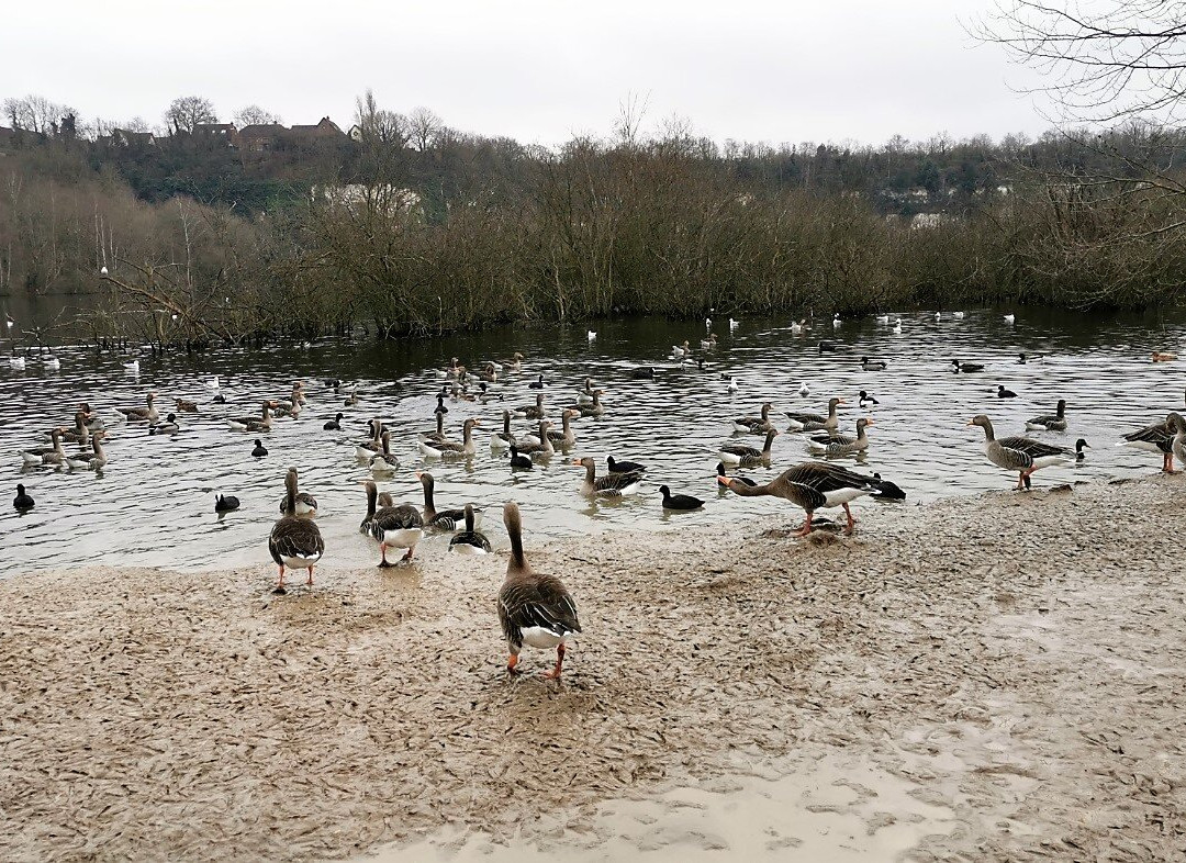 Essex Wildlife Trust Chafford Gorges Nature Park景点图片