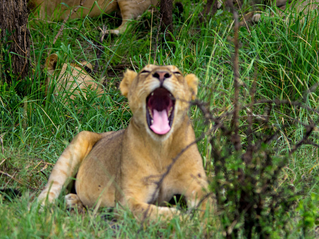 Digitata Tours & Safaris-Iringa必去景点