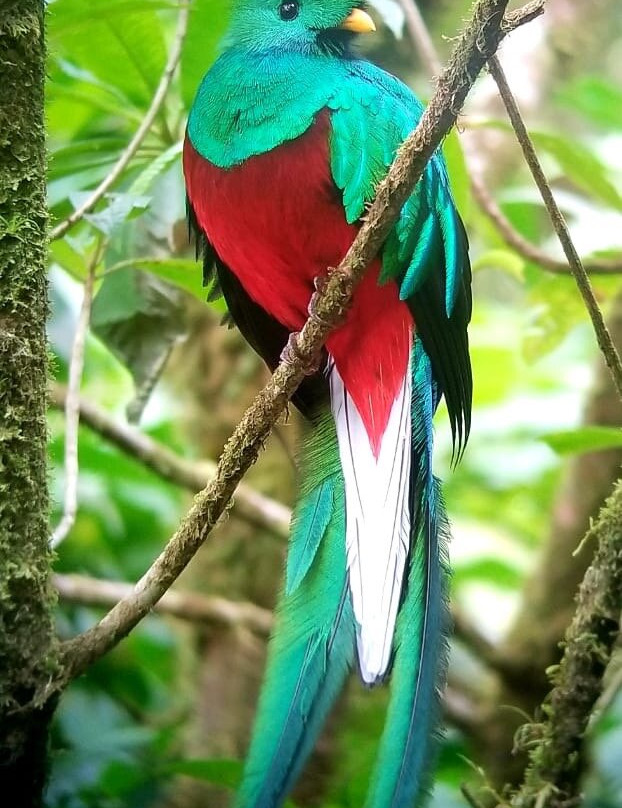 Guides of Monteverde-蒙特沃德必去景点