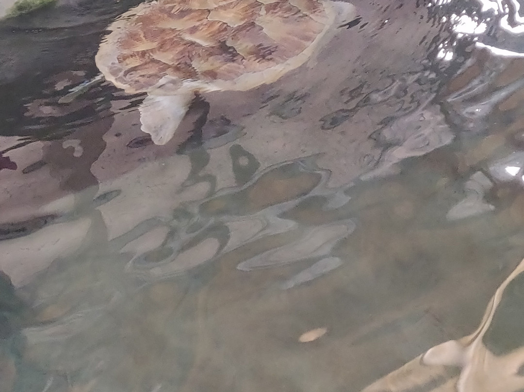 Victor Hasselblad Sea Turtle Research & Conservation Center景点图片