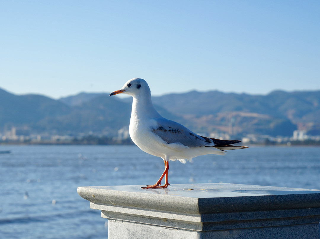 海埂公园景点图片