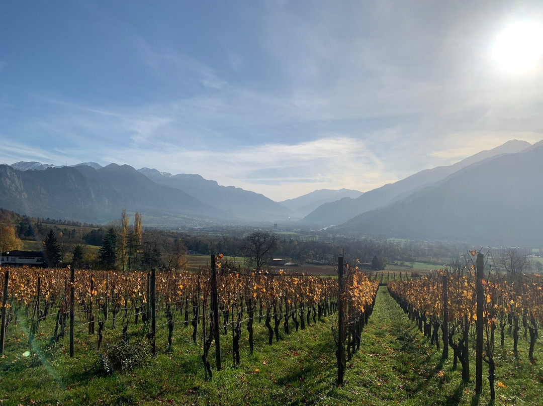 Wine Tours Switzerland景点图片