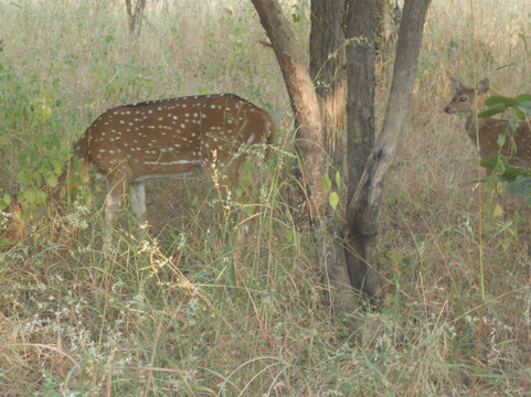 Panna Tiger Reserve-Madla必去景点