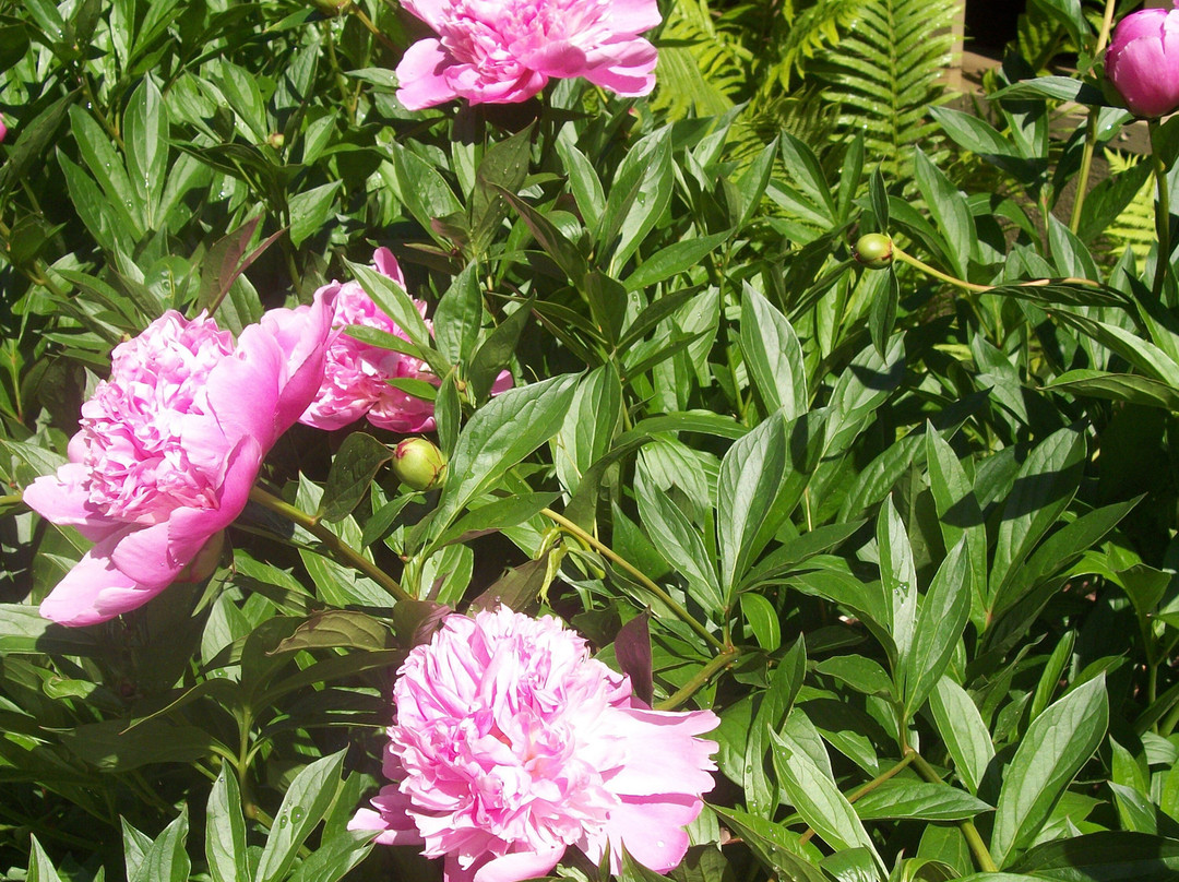 Apple Tree Lane Bed & Breakfast主图