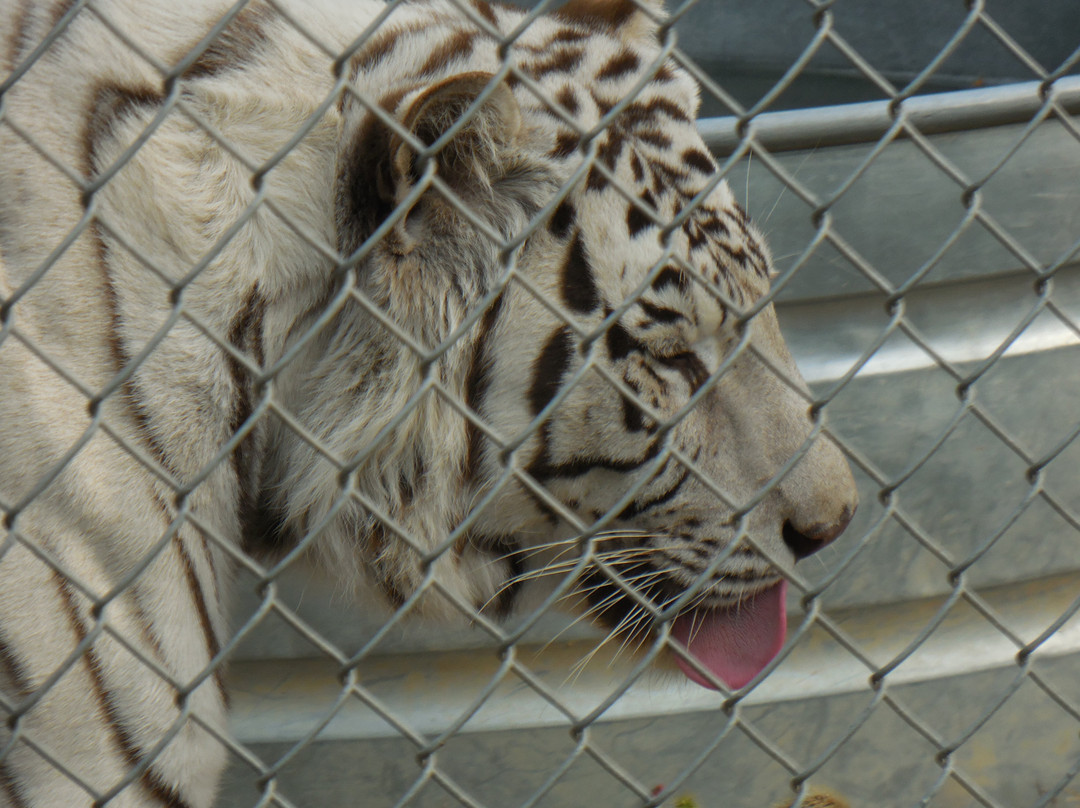 Exotic Feline Rescue Center-Centerpoint必去景点