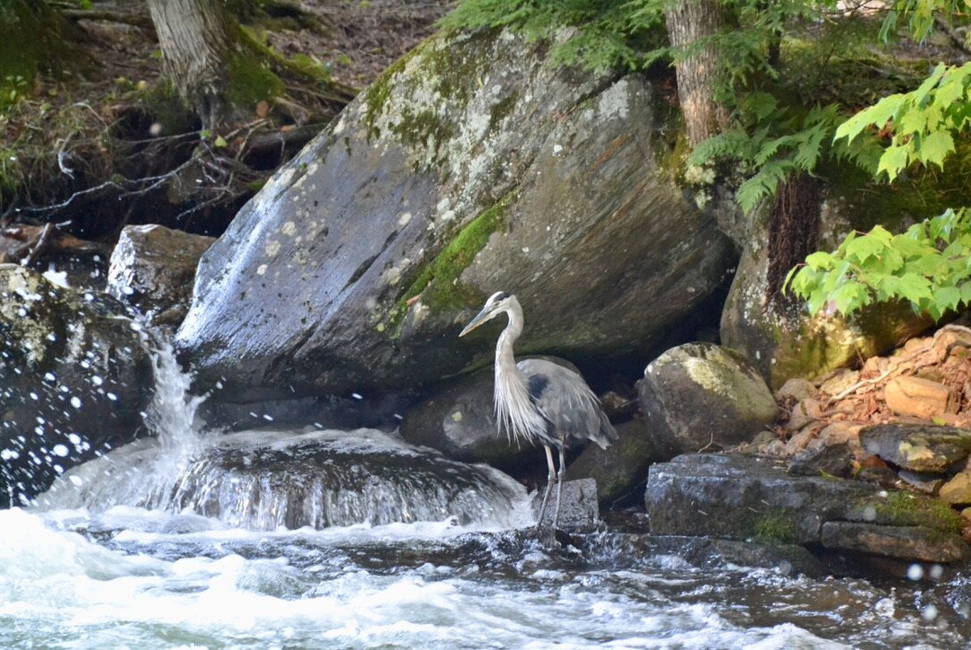 Minden Wild Water Preserve景点图片