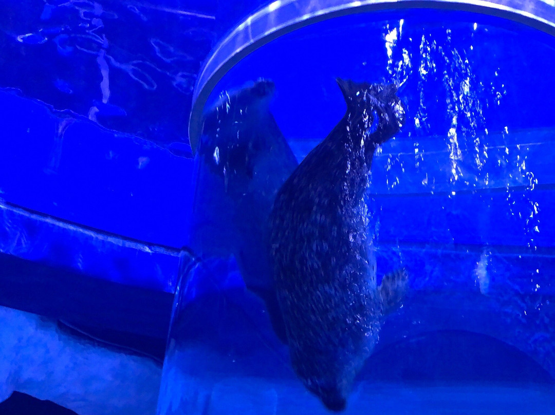 上海海昌海洋公园-上海市必去景点